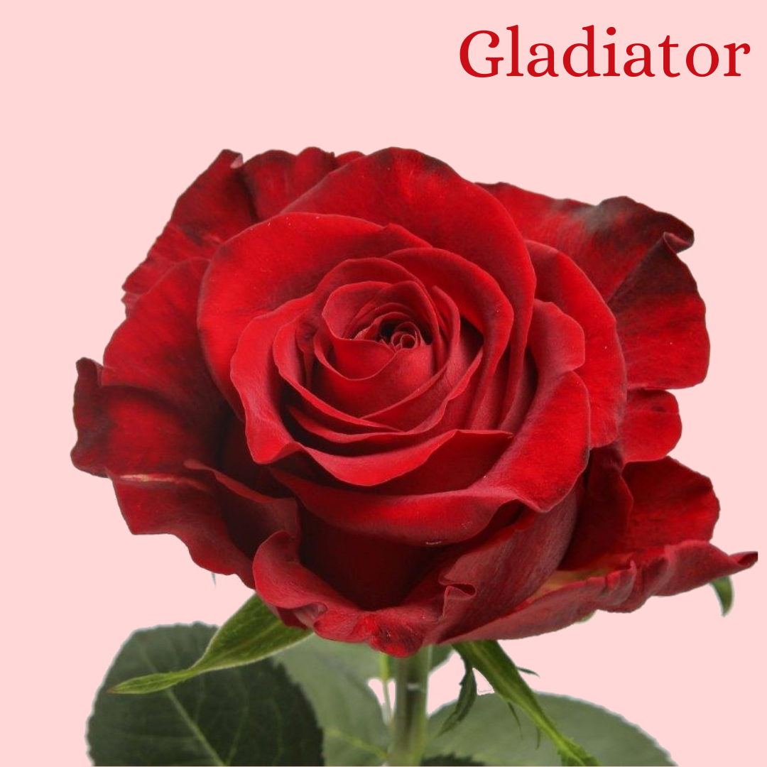ROSE GLADIATOR 40 $$$